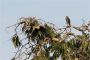 Amazonas06 - 186 * Anhinga Anhinga (in flight) and a Plumbeous Kite (perched).